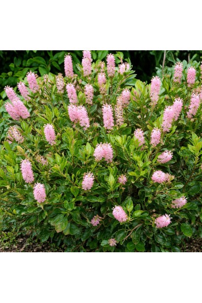 Клетра вільхолиста Пінк Спаєр 